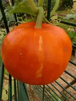 CIMG9180.webp