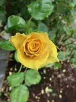 CIMG9184.webp