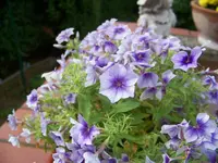 phlox.webp