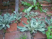 DSCN9553.webp