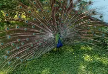 IMG_0371.webp