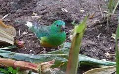 DSCF3676.webp