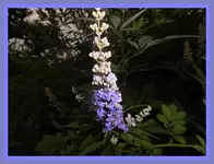 030.webp
