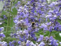 003.webp