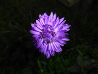 P1210051.webp