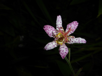 P1210122.webp