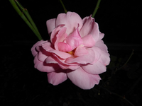 P1210105.webp