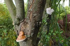 pilz u new dawn.webp