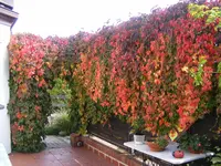 Wilder Wein 2.10.2014.webp