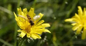 gemeine Winterschwebefliege (1).webp