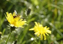 gemeine Winterschwebefliege (2).webp