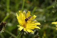 gemeine Winterschwebefliege (3).webp