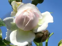 CIMG9209.webp