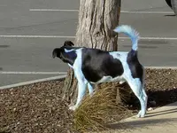 hellblauer Hund v.webp