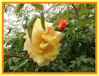 172.webp