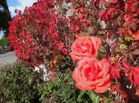 DSCF8207 (3).webp