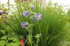 pfeifengras.webp
