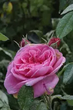 Gertrude Jeykil.webp