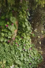Winde.webp