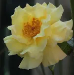 Lichtkoenigin Lucia 141003.webp