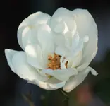 Strauchrose 141003.webp
