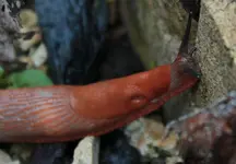 Nacktschnecke 141003.webp