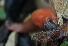 Nacktschnecke 141003_2.webp