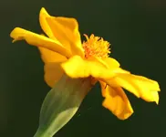 Tagetes 141003.webp