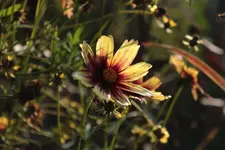 Coreopsis Red Shift 141003.webp