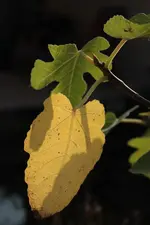 Feigenblatt 141003.webp