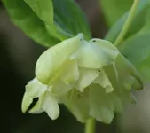 Helleborus 141003.webp