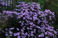Herbstaster 141003.webp