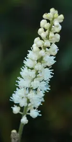 Herbstkerze.webp