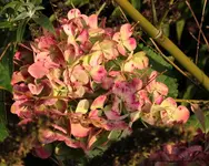 Hortensie 141003.webp