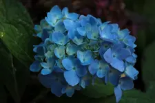 Hortensie 141003_2.webp