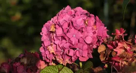 Hortensie 141003_3.webp