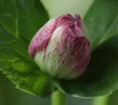Knospe Helleborus 141003.webp