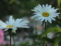 Margerite 141003.webp