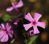 Phlox 141003.webp