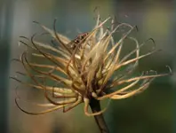 Samenstand Clematis 141003.webp