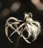Samenstand Staudenclematis 141003.webp