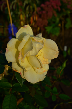 DSC_2985.webp