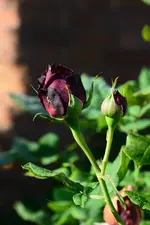 DSC_3000.webp
