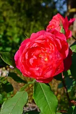DSC_3005.webp