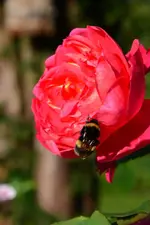 DSC_3006.webp