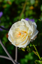 DSC_3007.webp