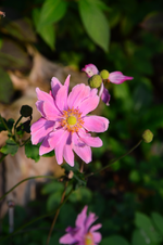 DSC_2994.webp