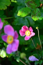 DSC_3003.webp