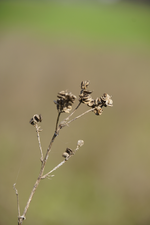 Kleesamenstand.webp