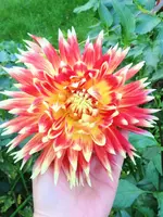 image.webp